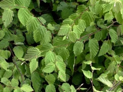 Corylopsis Pauciflora, Niedrige Scheinhasel 5 Corylopsis Pauciflora, Niedrige Scheinhasel -Gartenbedarfs Geschäft corylopsis pauciflora blatt 1280x1280