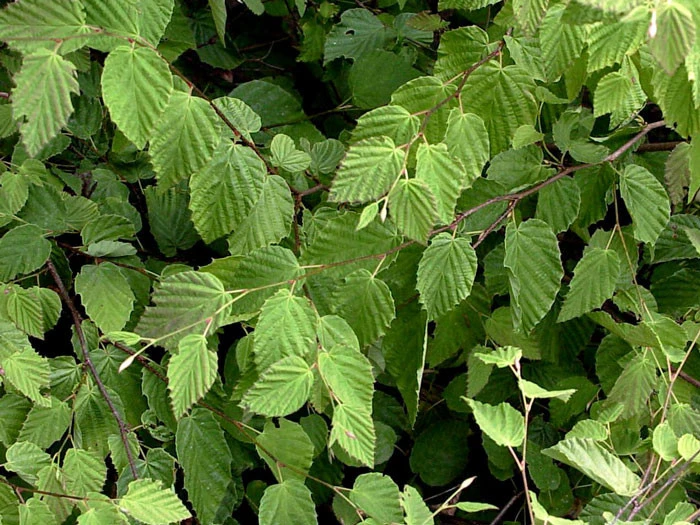 Corylopsis Pauciflora, Niedrige Scheinhasel 3 Corylopsis Pauciflora, Niedrige Scheinhasel – Bild 3