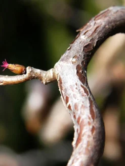 Corylus Avellana 'Contorta', Korkenzieherhasel 5 Corylus Avellana 'Contorta', Korkenzieherhasel -Gartenbedarfs Geschäft corylus contorta 1280x1280