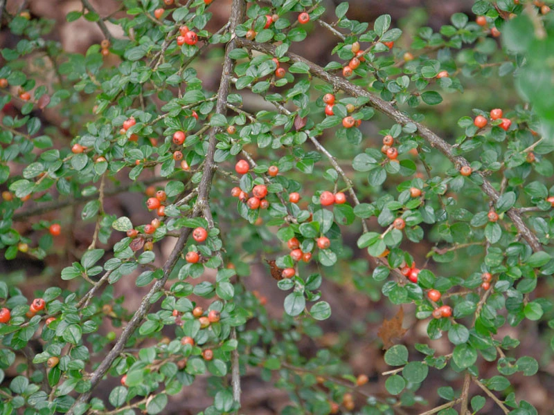 Cotoneaster Divaricatus, Sparrige Zwergmispel 3 Cotoneaster Divaricatus, Sparrige Zwergmispel – Bild 3