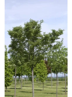 Crataegus Lavallei 'Carrierei', Lederblättriger Weißdorn - Hochstamm 5 Crataegus Lavallei 'Carrierei', Lederblättriger Weißdorn - Hochstamm -Gartenbedarfs Geschäft crataegus x lavallei carrie 1280x1280