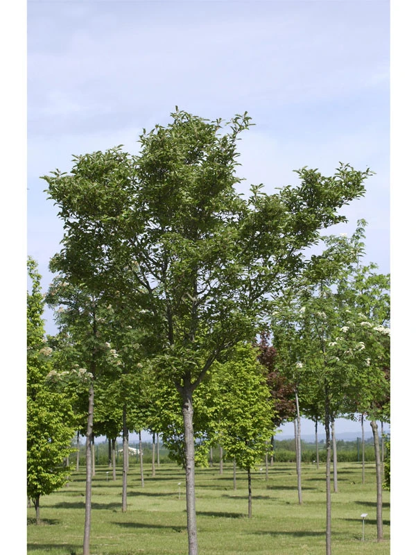 Crataegus Lavallei 'Carrierei', Lederblättriger Weißdorn - Hochstamm 3 Crataegus Lavallei 'Carrierei', Lederblättriger Weißdorn - Hochstamm – Bild 3