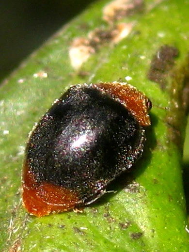 Australischer Marienkäfer (Art.Nr. KB3006) 1 Australischer Marienkäfer (Art.Nr. KB3006)