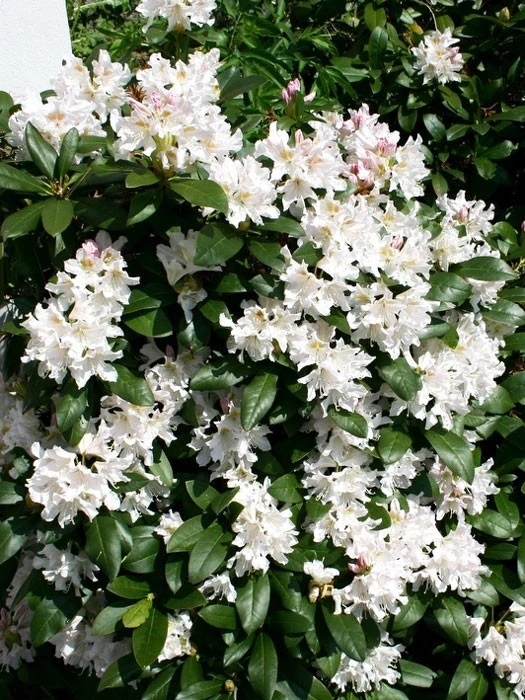 Rhododendron 'Cunningham's White' 2 Rhododendron 'Cunningham's White' – Bild 2