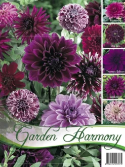 Sortiment Dahlien In Blau Und Lila (Art.Nr. 522440)