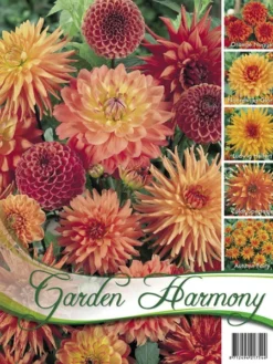 Sortiment Dahlien In Orange (Art.Nr. 522434)