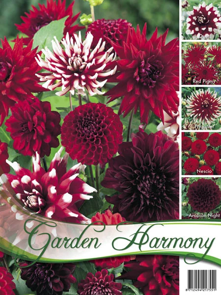 Sortiment Dahlien In Rot (Art.Nr. 522436) 1 Sortiment Dahlien In Rot (Art.Nr. 522436)