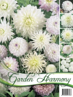 Sortiment Dahlien In Weiß (Art.Nr. 522432)