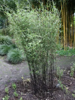 Fargesia Jiuzhaigou 'Deep Purple', Jade Bambus, Rothalmiger Schirm-Bambus 13 Fargesia Jiuzhaigou 'Deep Purple', Jade Bambus, Rothalmiger Schirm-Bambus -Gartenbedarfs Geschäft deep purple bambus 1280x1280