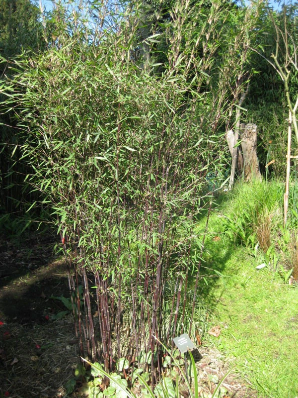 Fargesia Jiuzhaigou 'Deep Purple', Jade Bambus, Rothalmiger Schirm-Bambus 6 Fargesia Jiuzhaigou 'Deep Purple', Jade Bambus, Rothalmiger Schirm-Bambus – Bild 6