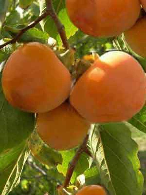 Kaki 'Ragno', Kaki-Baum Auch Persimone Oder Sharonfrucht 1 Kaki 'Ragno', Kaki-Baum Auch Persimone Oder Sharonfrucht