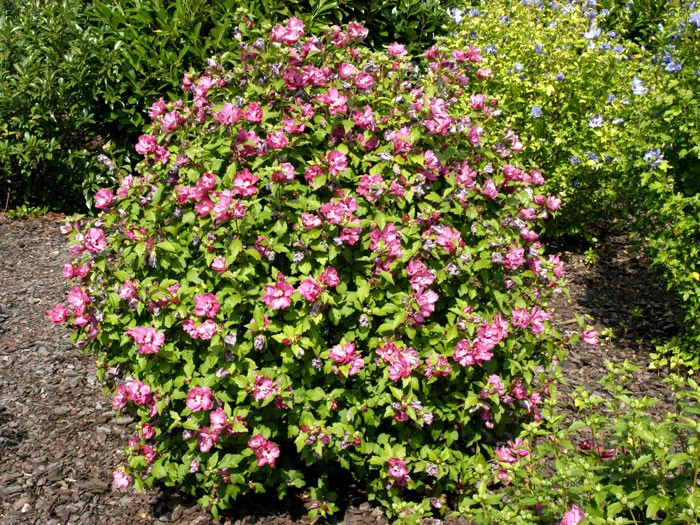 Hibiscus Syriacus 'Duc De Brabant', Hibiskus, Garteneibisch 2 Hibiscus Syriacus 'Duc De Brabant', Hibiskus, Garteneibisch – Bild 2