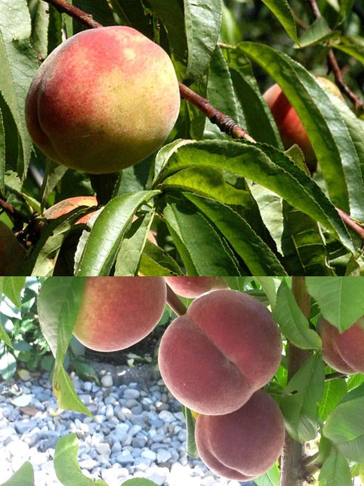 Duo-Pfirsichbaum - Revita (S) Und Kernechter Von Vorgebirge 1 Duo-Pfirsichbaum - Revita (S) Und Kernechter Von Vorgebirge