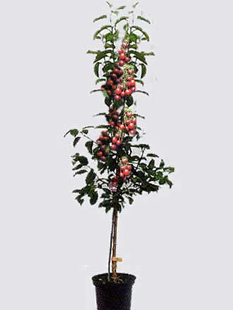 Duo-Kirschbaum - Sunburst Und Burlat 1 Duo-Kirschbaum - Sunburst Und Burlat