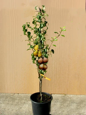 Duo-Birnbaum - Williams Christ Und Gute Luise 1 Duo-Birnbaum - Williams Christ Und Gute Luise