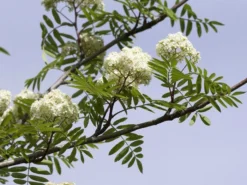 Sorbus Aucuparia 'Edulis', Mährische (essbare) Eberesche 5 Sorbus Aucuparia 'Edulis', Mährische (essbare) Eberesche -Gartenbedarfs Geschäft edulis bluete55599f322c826 1280x1280