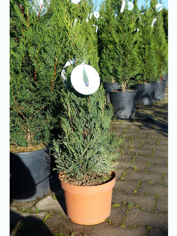 Cupressocyparis Leyl. Pyramidalis 'Eisspitze'®, Toscana-Zypresse 2 Cupressocyparis Leyl. Pyramidalis 'Eisspitze'®, Toscana-Zypresse – Bild 2