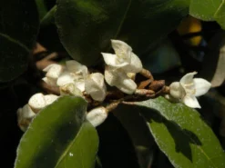 Elaeagnus Ebbingei, Wintergrüne Ölweide -Gartenbedarfs Geschäft elaeagnus ebbingei bluete59e73723b3eb7 1280x1280