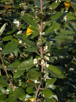 Elaeagnus Ebbingei, Wintergrüne Ölweide -Gartenbedarfs Geschäft elaeagnus ebbingei zweig59e7372c72773 1280x1280