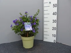 Solanum Rantonnetii, Solanum, Enzianstrauch