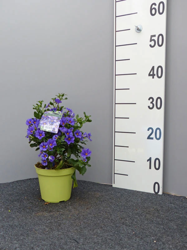 Solanum Rantonnetii, Solanum, Enzianstrauch 2 Solanum Rantonnetii, Solanum, Enzianstrauch – Bild 2