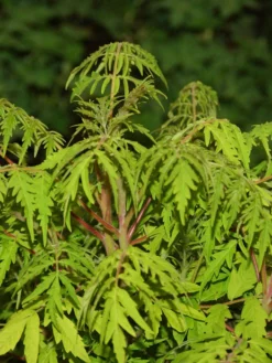 Rhus Typhina 'Tiger Eyes', Essigbaum