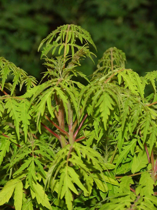 Rhus Typhina 'Tiger Eyes', Essigbaum 1 Rhus Typhina 'Tiger Eyes', Essigbaum