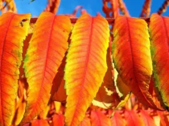 Rhus Typhina 'Tiger Eyes', Essigbaum 8 Rhus Typhina 'Tiger Eyes', Essigbaum -Gartenbedarfs Geschäft essigbaum tiger orange 1280x1280