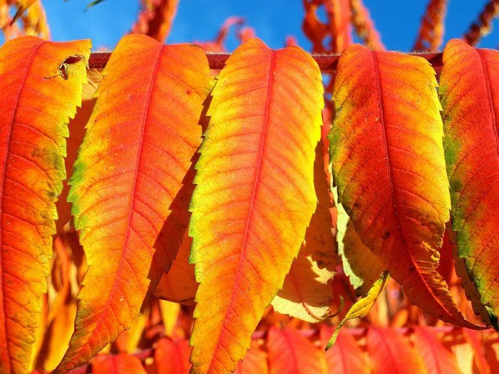 Rhus Typhina 'Tiger Eyes', Essigbaum 4 Rhus Typhina 'Tiger Eyes', Essigbaum – Bild 4