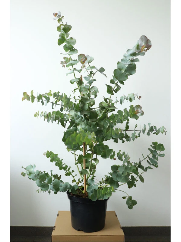 Eucalyptus Gunnii, Mostgummi-Eukalyptus 2 Eucalyptus Gunnii, Mostgummi-Eukalyptus – Bild 2