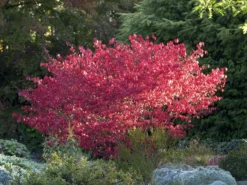 Euonymus Alatus 'Compactus' 5 Euonymus Alatus 'Compactus' -Gartenbedarfs Geschäft euonymus compactus 1280x1280