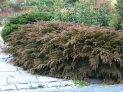 Microbiota Decussata, Fächer-Wacholder -Gartenbedarfs Geschäft faecher wacholder 1280x1280