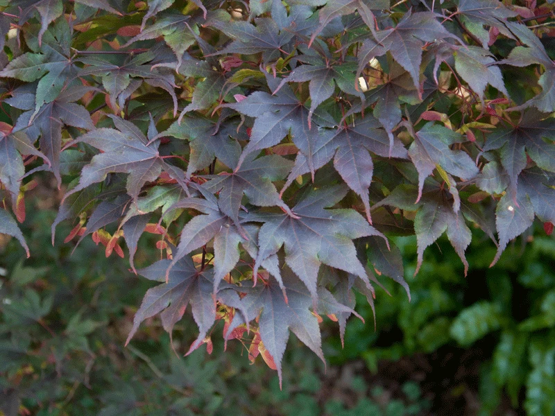 Acer Palmatum 'Bloodgood', Dunkelroter Fächerahorn 2 Acer Palmatum 'Bloodgood', Dunkelroter Fächerahorn – Bild 2