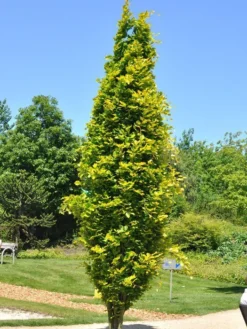 Fagus Sylvatica 'Dawyck Gold', Gelbe Säulenbuche