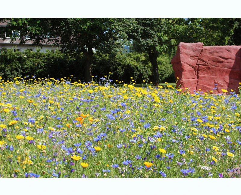 Blumenwiese - Falterfreude 2 Blumenwiese - Falterfreude – Bild 2