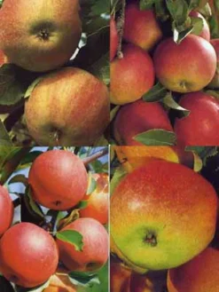 Familien-Apfelbaum - Topaz, Gerlinde, Pinova Und Rubinola