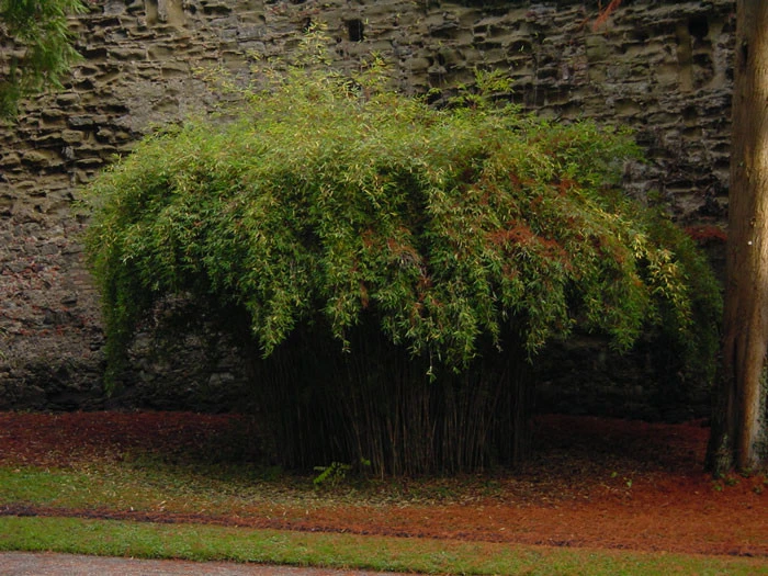 Fargesia Nitida - Neue Saat - Glänzender Schirm-Bambus 2 Fargesia Nitida - Neue Saat - Glänzender Schirm-Bambus – Bild 2