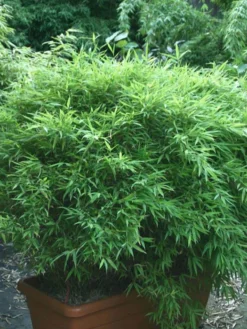 Fargesia Murielae 'Bimbo', Kleiner Gartenbambus