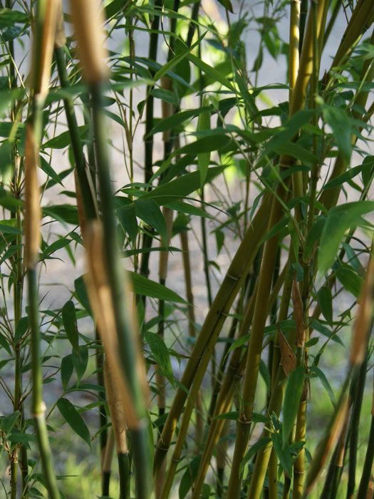 Fargesia Denudata 'Lancaster', Überhängender Bambus, Wasserfall-Bambus 1 Fargesia Denudata 'Lancaster', Überhängender Bambus, Wasserfall-Bambus