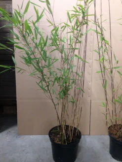 Fargesia Nitida 'Black Pearl' - Glänzender Schirm-Bambus 7 Fargesia Nitida 'Black Pearl' - Glänzender Schirm-Bambus -Gartenbedarfs Geschäft fargesia nitida black pearl 1280x1280