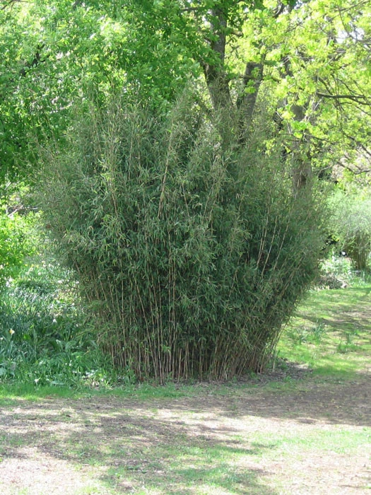 Fargesia Nitida - Neue Saat - Glänzender Schirm-Bambus 1 Fargesia Nitida - Neue Saat - Glänzender Schirm-Bambus