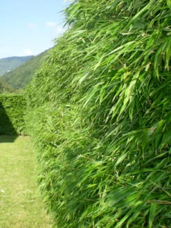 Fargesia Rufa, Grüner Heckenbambus