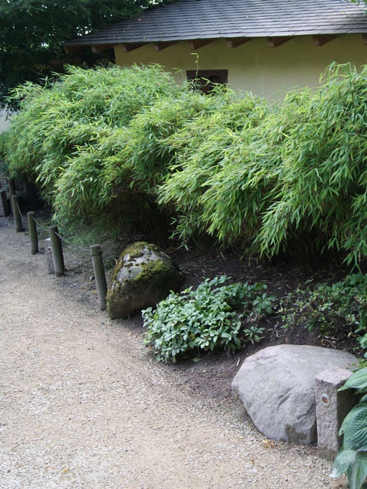 Fargesia Murielae 'Simba', Löwenbambus, Mähnenbambus 1 Fargesia Murielae 'Simba', Löwenbambus, Mähnenbambus