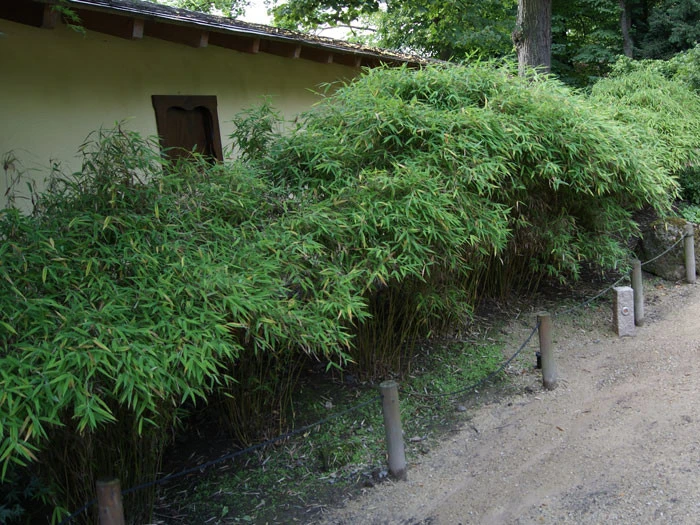 Fargesia Murielae 'Simba', Löwenbambus, Mähnenbambus 2 Fargesia Murielae 'Simba', Löwenbambus, Mähnenbambus – Bild 2