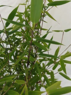 Fargesia Murielae 'Tiny', Schirmbambus 9 Fargesia Murielae 'Tiny', Schirmbambus -Gartenbedarfs Geschäft fargesia tiny blatt 1280x1280