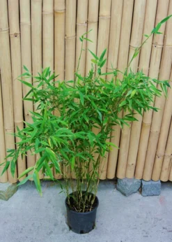 Fargesia Murielae 'Tiny', Schirmbambus 8 Fargesia Murielae 'Tiny', Schirmbambus -Gartenbedarfs Geschäft fargesia tiny 1280x1280