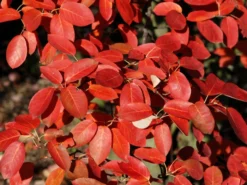 Amelanchier Lamarckii, Felsenbirne - Hochstamm 10 Amelanchier Lamarckii, Felsenbirne - Hochstamm -Gartenbedarfs Geschäft felsenbirne herbst55599cf920ec4 1280x1280