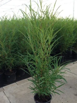 Rhamnus Frangula 'Fine Line'®, Farnblättrige Säulen-Hecke