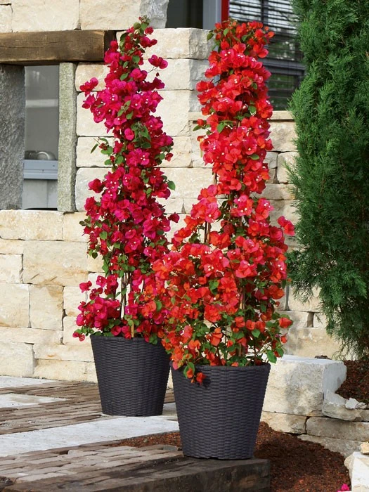 Pflanzkübel Geflecht-Dekor 10 Pflanzkübel Geflecht-Dekor – Bild 10