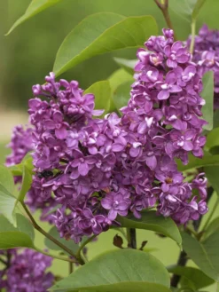 Syringa Vulgaris 'Charles Joly', Edel-Flieder